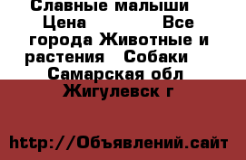 Славные малыши! › Цена ­ 10 000 - Все города Животные и растения » Собаки   . Самарская обл.,Жигулевск г.